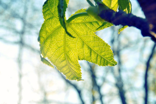 帮您解决问题的呼叫软件天天呼
